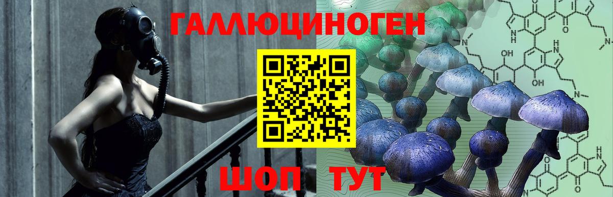 Псилоцибиновые грибы Psilocybine cubensis Петрозаводск